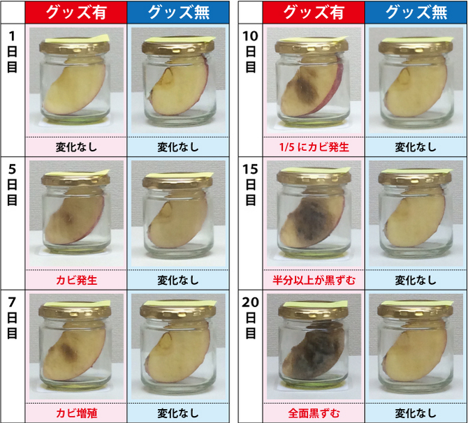 りんごの経過実験 りんごの経過実験